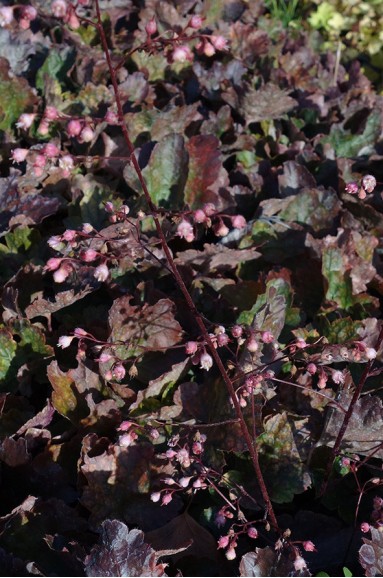 Heuchera 'Rachel'