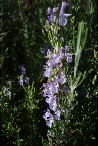 Rosmarinus officinalis...