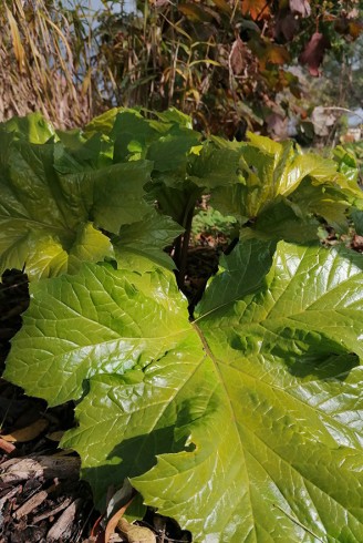 Acanthus mollis 'Hollard's...