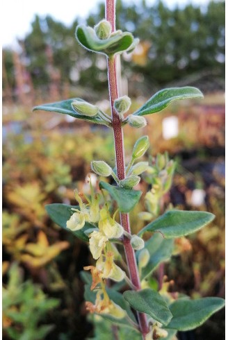 Teucrium flavum