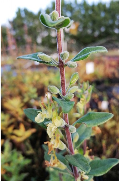 Teucrium flavum