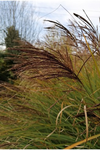 Miscanthus sinensis...