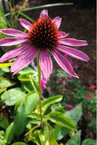 Echinacea purpurea 'Magnus'