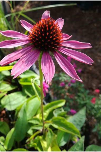 Echinacea purpurea 'Magnus'