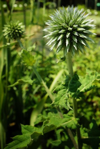 Echinops ritro
