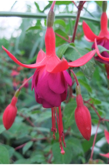 Fuchsia 'Enfant Prodigue'