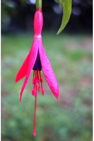 Fuchsia hatschbachii