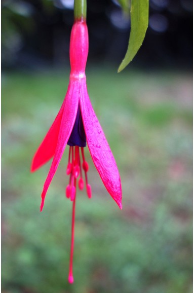 Fuchsia hatschbachii