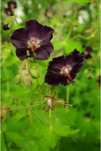 Geranium phaeum