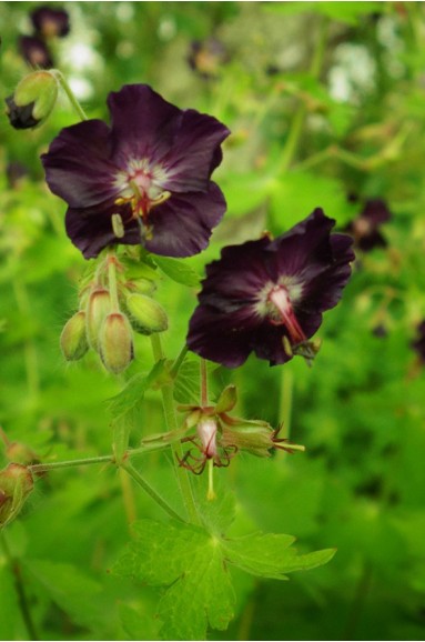 Geranium phaeum