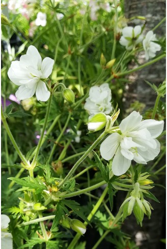 Geranium pratense 'Laura'