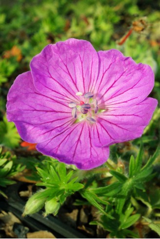 Geranium sanguineum 'Vision'