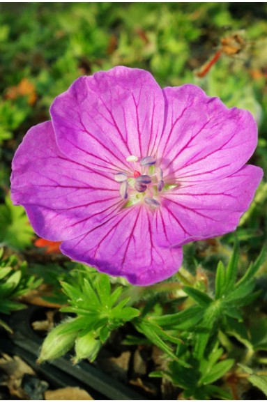 Geranium sanguineum 'Vision'