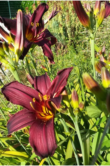 Hemerocallis 'American Revolution'