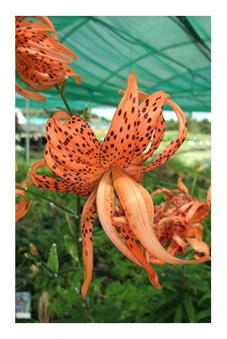 Lilium lancifolium