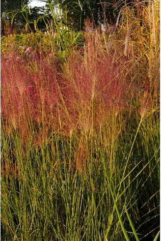 Muhlenbergia capillaris