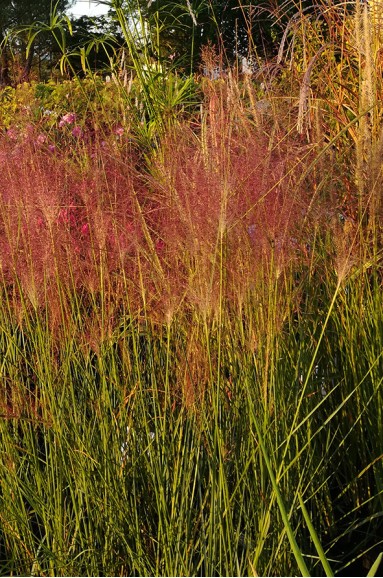 Muhlenbergia capillaris