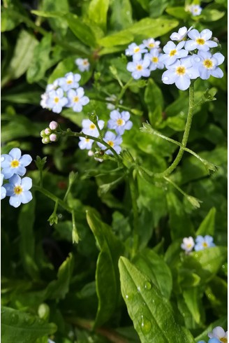 Myosotis palustris