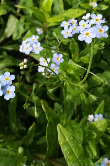 Myosotis palustris