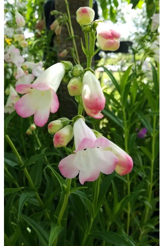 Penstemon 'Osprey'