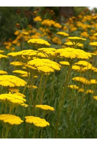 Achillea filipendulina 'Cloth of Gold'