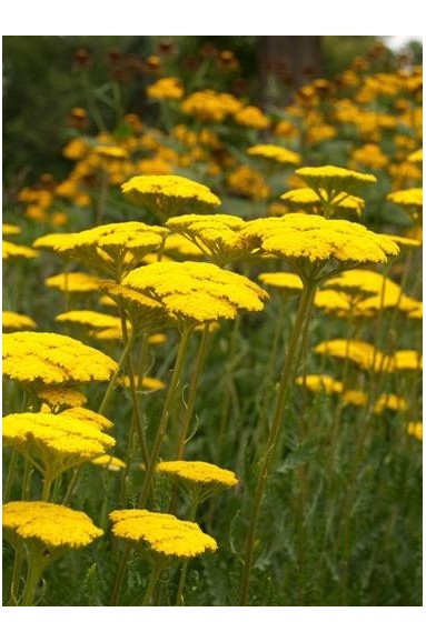 Achillea filipendulina 'Cloth of Gold'