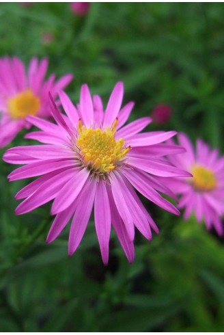 Aster (Symphyotrichum) n.b...