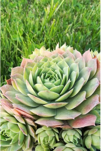 Sempervivum 'Blue Time'