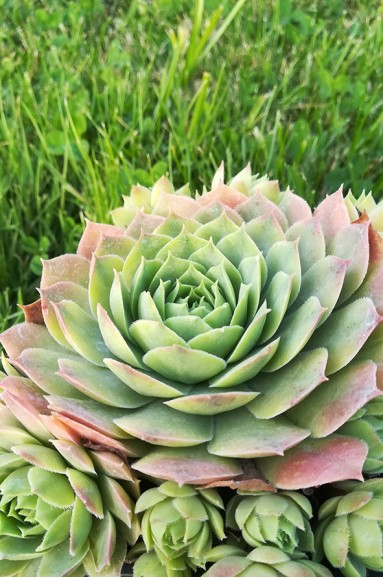 Sempervivum 'Blue Time'