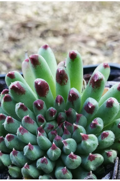 Sempervivum calcareum 'Monstruosum'