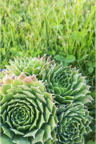 Sempervivum 'Camelot'