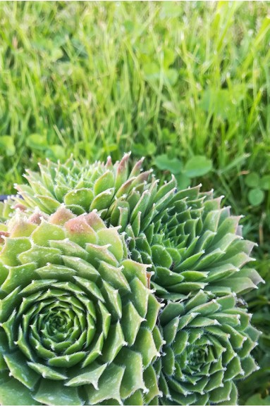 Sempervivum 'Camelot'