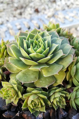 Sempervivum caucasicum