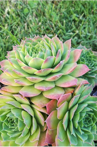 Sempervivum 'Corni Di Canzo'