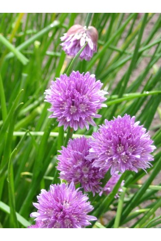 Allium schoenoprasum