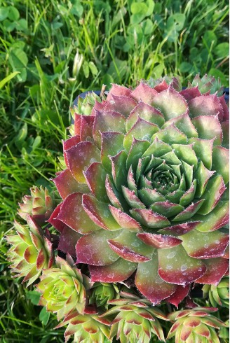 Sempervivum 'Glowing Embers'