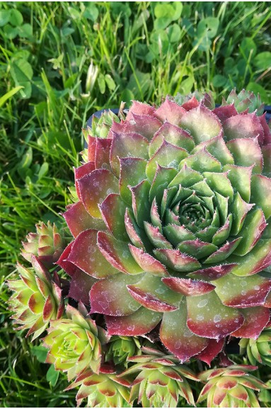 Sempervivum 'Glowing Embers'