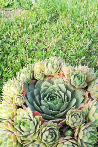 Sempervivum 'Graupurpur'