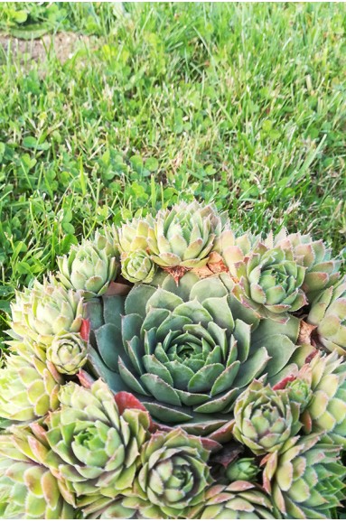 Sempervivum 'Graupurpur'