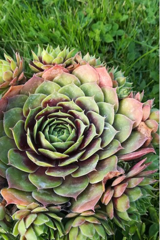 Sempervivum 'Hayling'