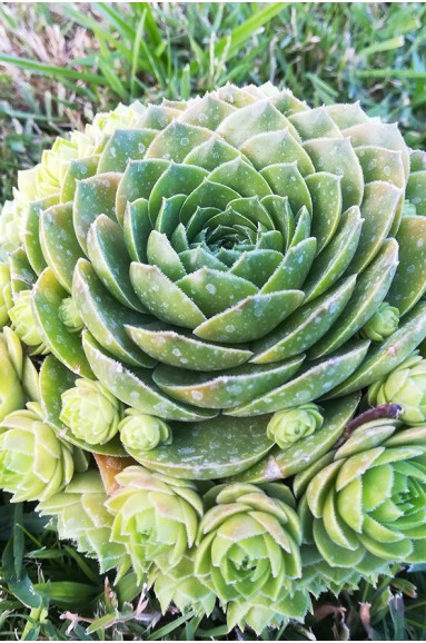 Sempervivum 'Olivette'