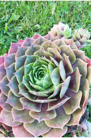 Sempervivum 'Othello'