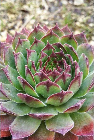 Sempervivum 'Palisander'