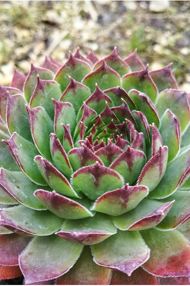 Sempervivum 'Palisander'