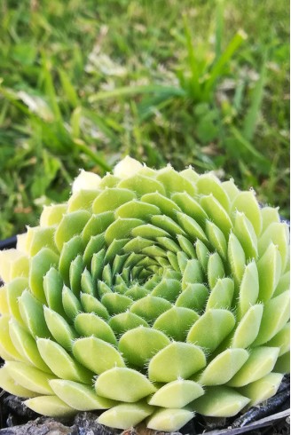 Sempervivum 'Pekinese'