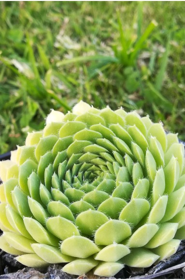 Sempervivum 'Pekinese'