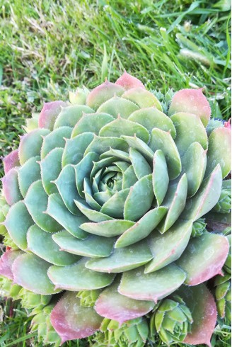 Sempervivum 'Pluto'