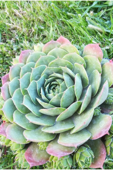 Sempervivum 'Pluto'