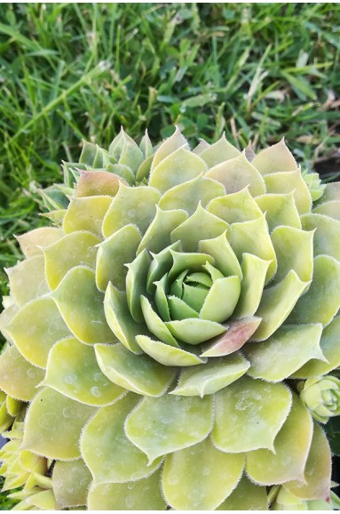 Sempervivum 'President Honoraire Arsac'