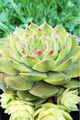 Sempervivum seguieri